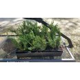 Leyland Cypress, Five to 100 plants, FREE shipping