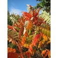 thumbnail image 4 of 50 STAGHORN SUMAC TREE Rhus Typhina Yellow Flowers Red Berries Seeds, 4 of 4