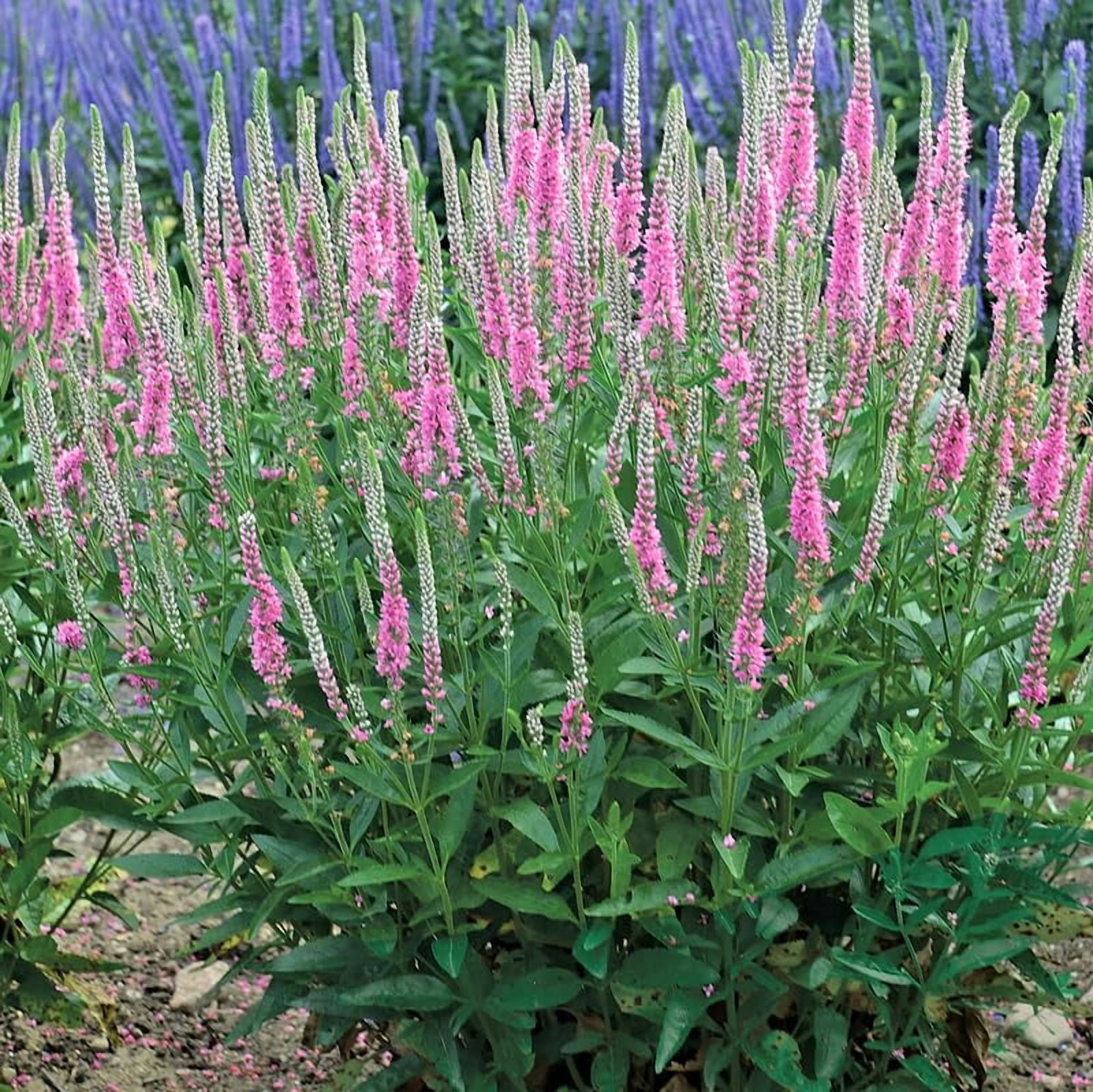 Perfectly Picasso Speedwell Flower Root - Live Perennial Ready to Plant - Attracts Butterflies and Hummingbirds - Deer Resistant - Good as Cut Flowers