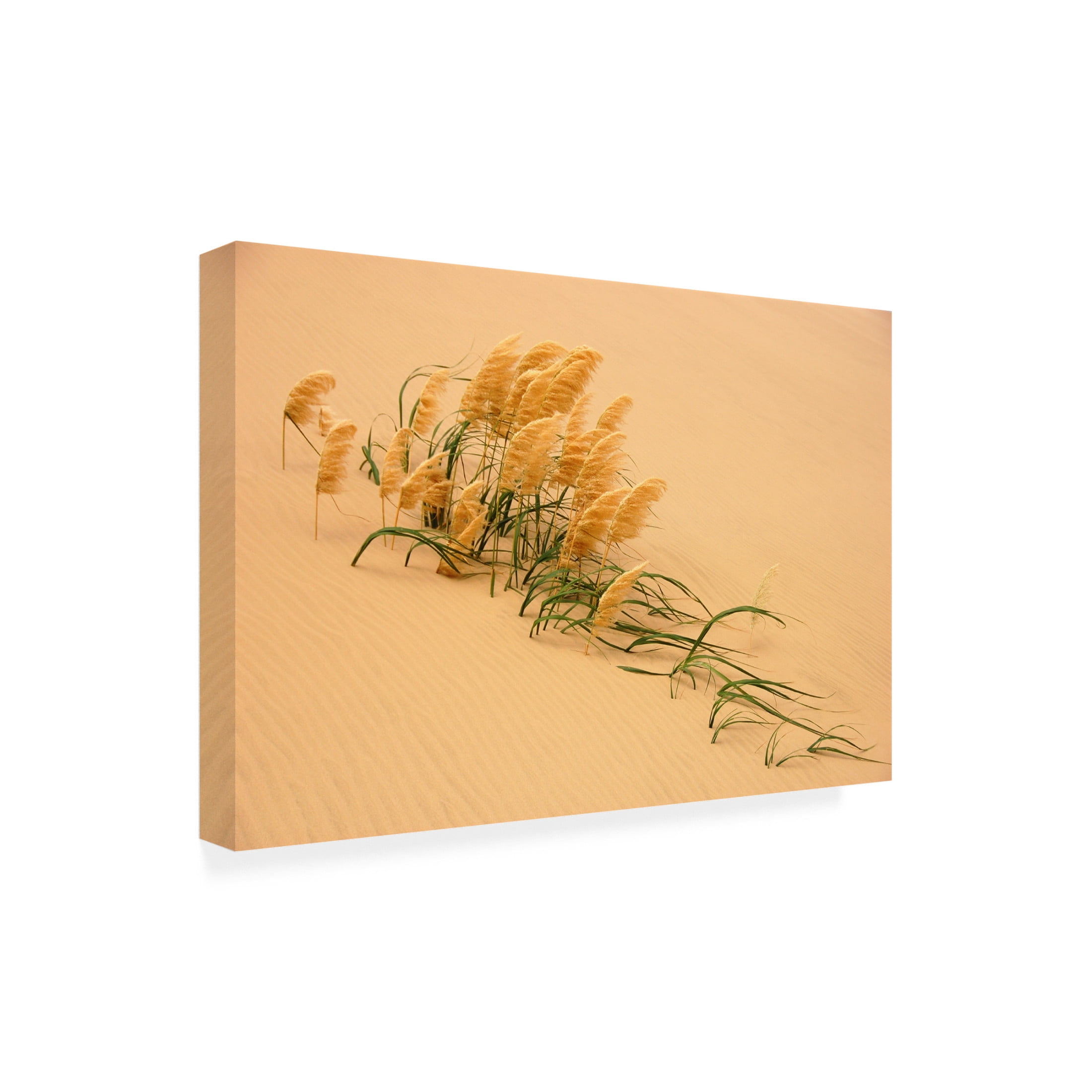 Canvas Wall Art - Carl Bostek 'Pampas Grass In Sand Dune' Wall Art for Living Room, Bedroom, or Office D?cor by Trademark Fine Art - 19 x 12 Inches