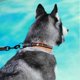 thumbnail image 2 of Soft Padded Dog Collar, Reflective Dog Collar With Durable Construction And Quick-Release Feature, Perfect For Daily Use, 2 of 5