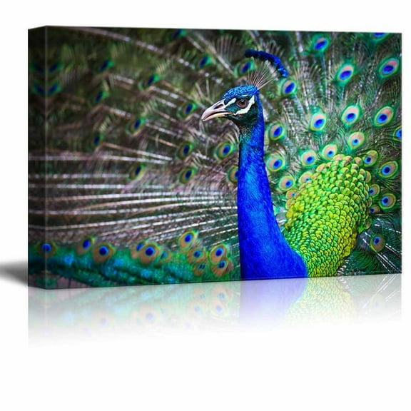 Canvas Prints Wall Art - Close-up Portrait of Beautiful Peacock with Feathers Out , Modern Home Deoration/Wall Decor Giclee Printing Wrapped Canvas Art Ready to Hang - 12" x 18"