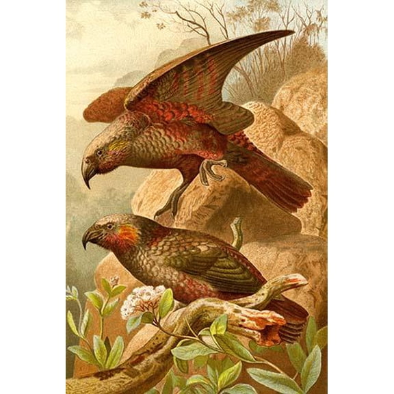 Kea Parrots- Fine Art Canvas Print (20" x 30")