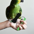 thumbnail image 4 of ifundom Green Parrot Bird Leash with Latex Anti-Bite Design, 1 Piece for Outdoor Bird Walking and Training, 4 of 7