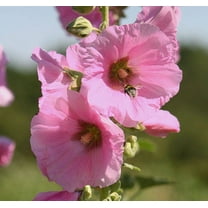 25 PALE PINK HOLLYHOCK Light Alcea Rosea Flower Seeds Perennial
