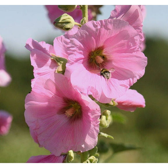 25 PALE PINK HOLLYHOCK Light Alcea Rosea Flower Seeds Perennial