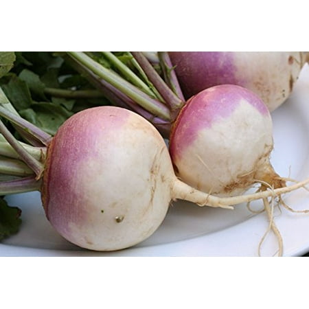 - Hirt's Gardens Purple Top White Globe Turnip - 25 Seeds