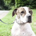 thumbnail image 3 of Dog Training Collar With Quick Release Buckle Chrome Plated Steel, 3 of 5