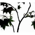 thumbnail image 2 of Burkhart, Monika 30x26 Black Ornate Wood Framed with Double Matting Museum Art Print Titled - Maple Branch II, 2 of 4