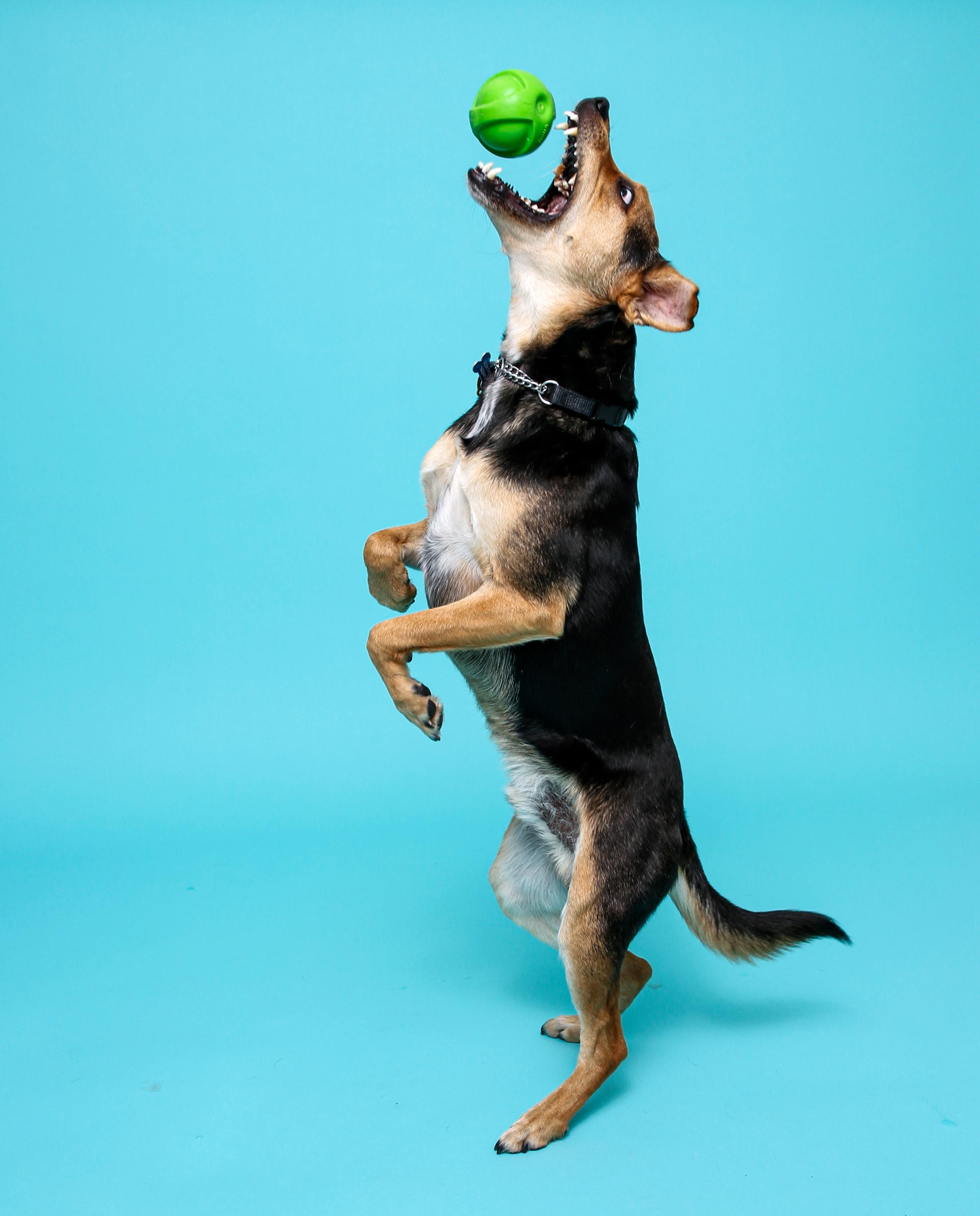 Hartz Dura Play Small Ball Dog Toy with Bacon Scent, 3 Pack photo 5