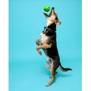 Hartz Dura Play Small Ball Dog Toy with Bacon Scent and Squeaker, 3 Pack