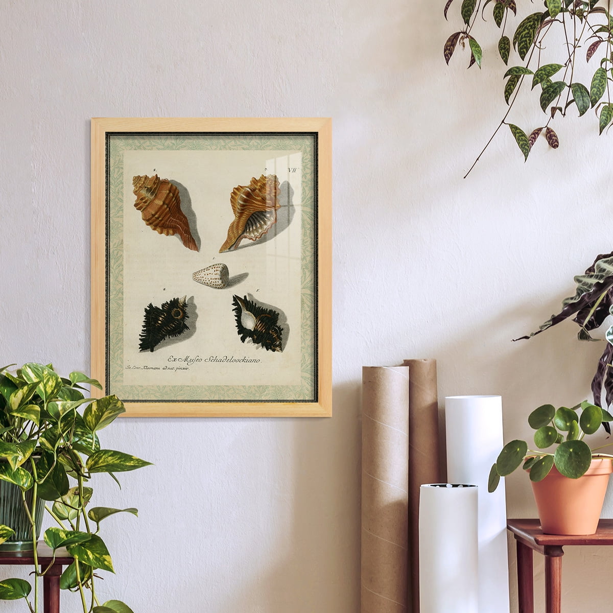 Bookplate Shells I - Framed Print w/glass - Natural Wood