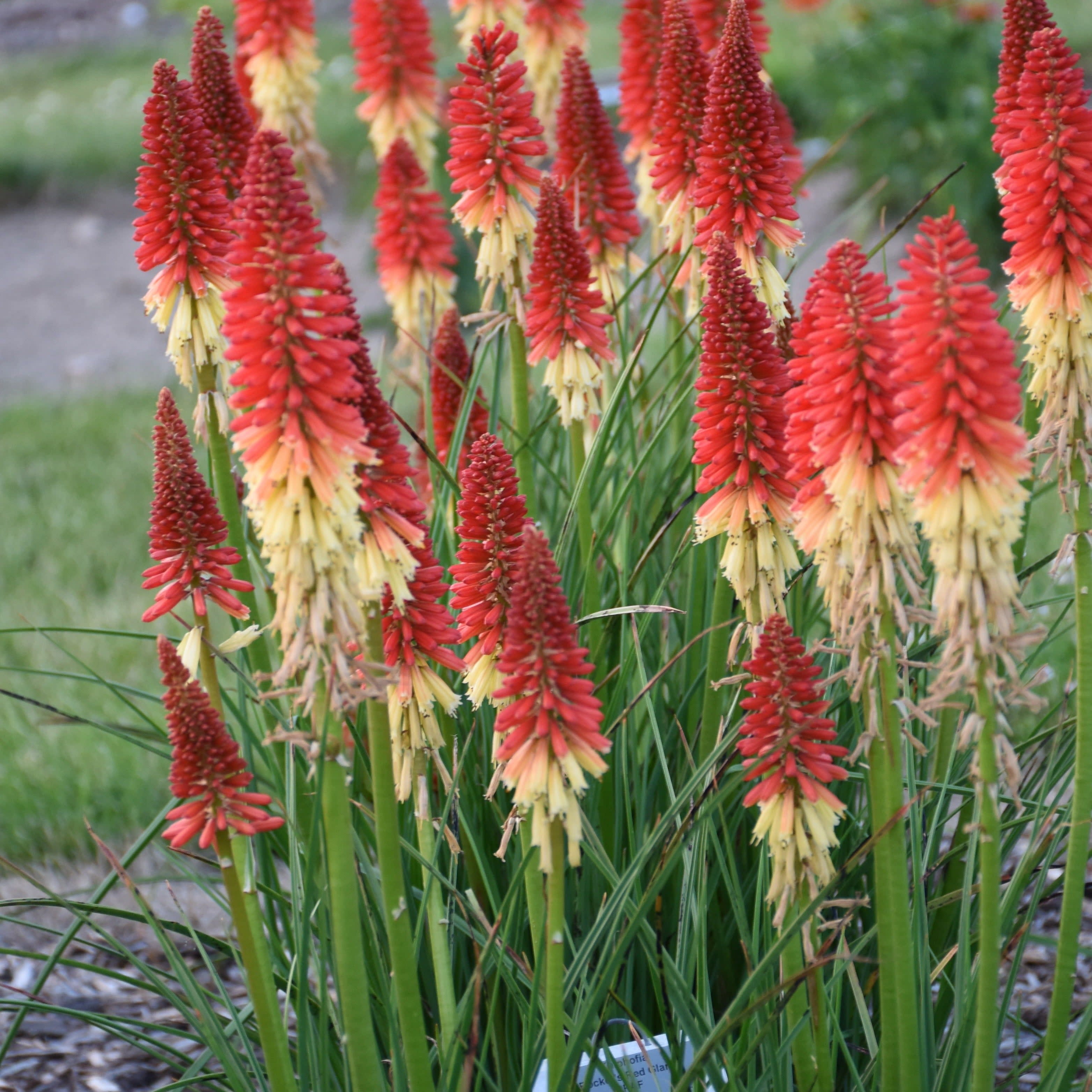 Proven Winners 12" Multicolor Pyromania 'Rocket's Red Glare' Red Hot Poker (Kniphofia hybrid) Perennial Live Plant in 7.13" Pot