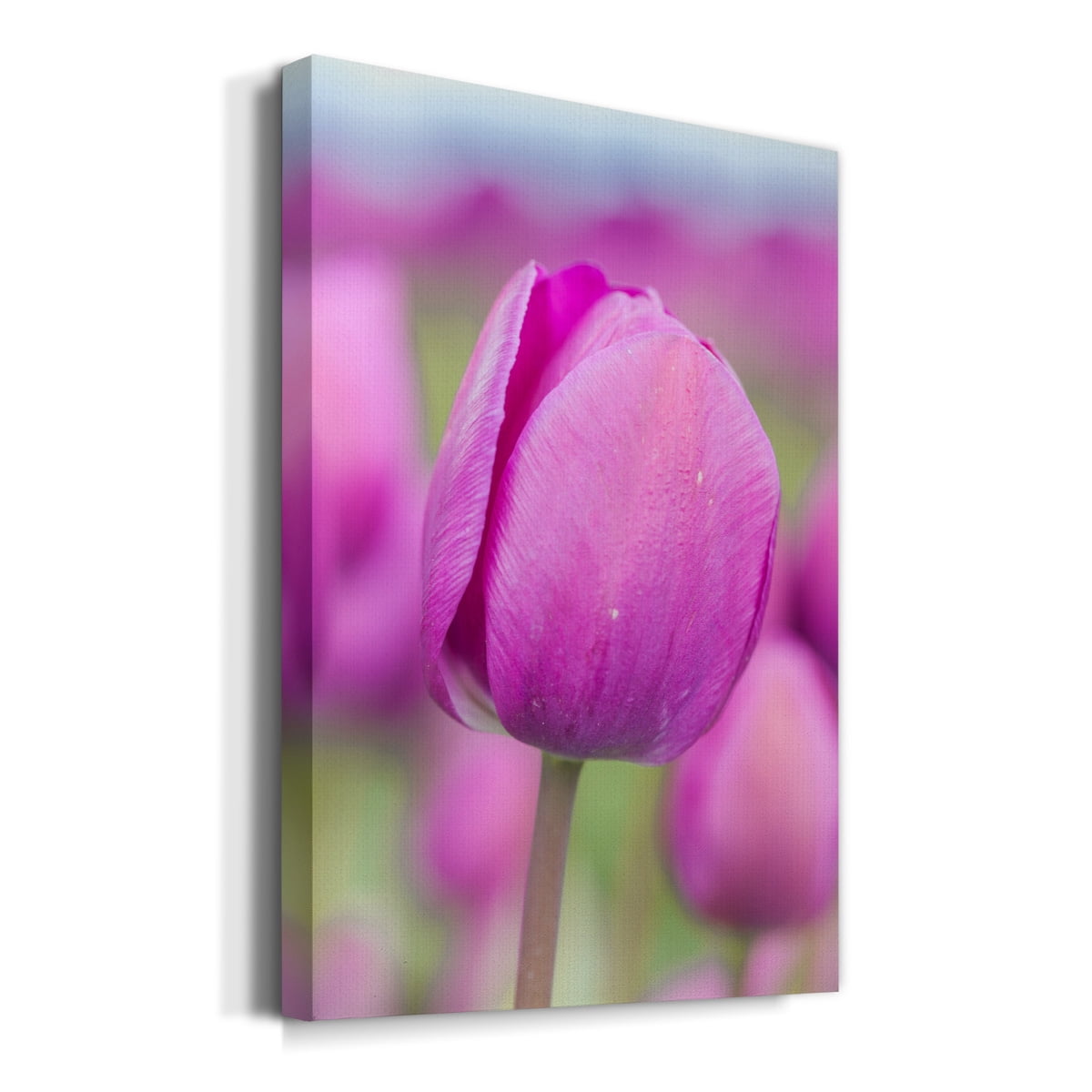 Magenta Stem Premium Gallery Wrapped Canvas - Ready to Hang