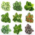 Artificial Flower Green Plant Potted Plant Wall Decoration Simulation