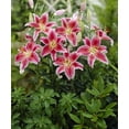 thumbnail image 2 of Bulbes de fleurs TASC - Lys oriental Stargazer, 2 of 2