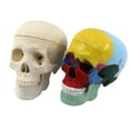 thumbnail image 3 of Modelo de cráneo humano científico de tamaño natural, cráneo anatómico incluye cráneo con Vistoso, 3 of 6