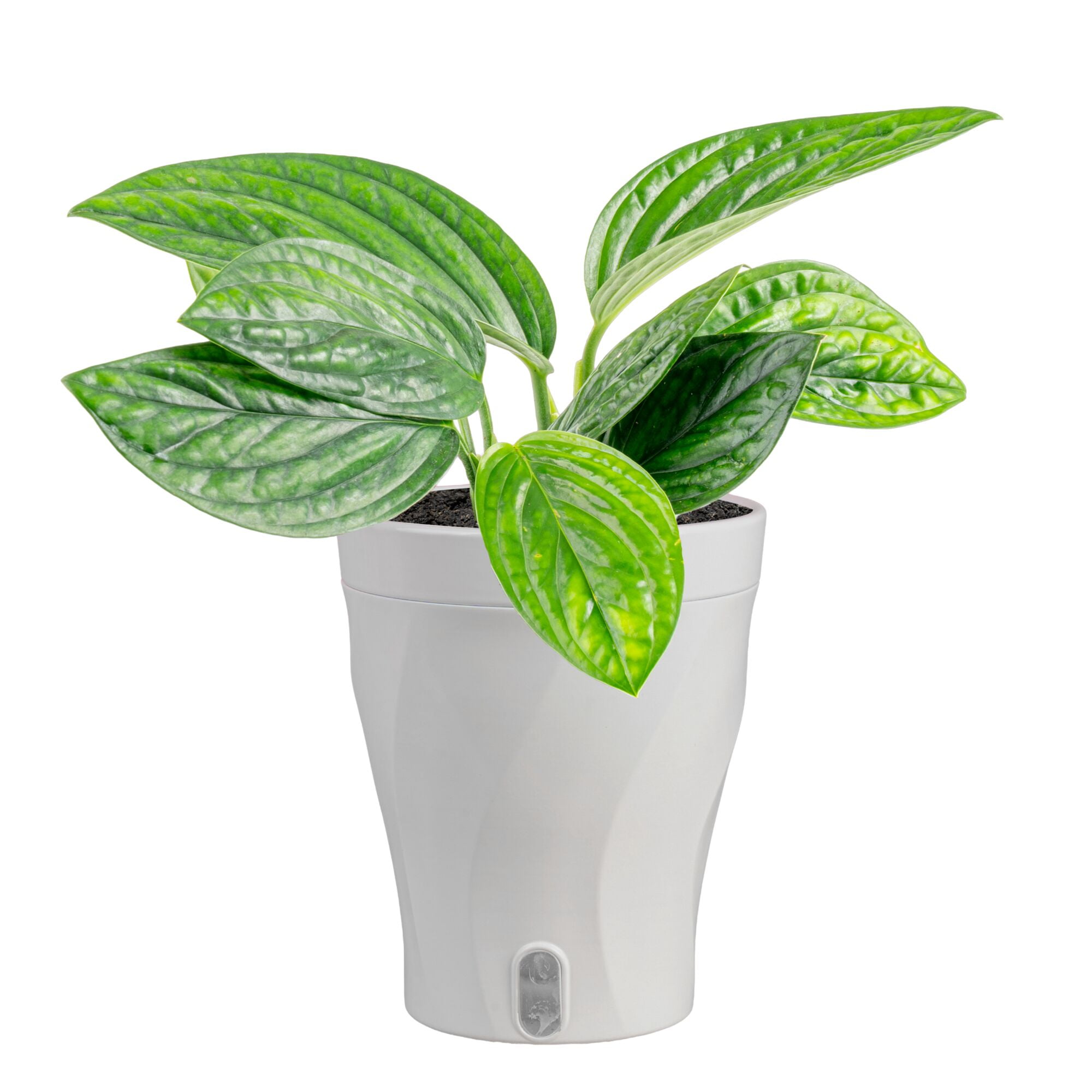 Costa Farms 16" Monstera Lechleriana Albo Live House Plants in 5"  Self-Watering Pot - Walmart.com