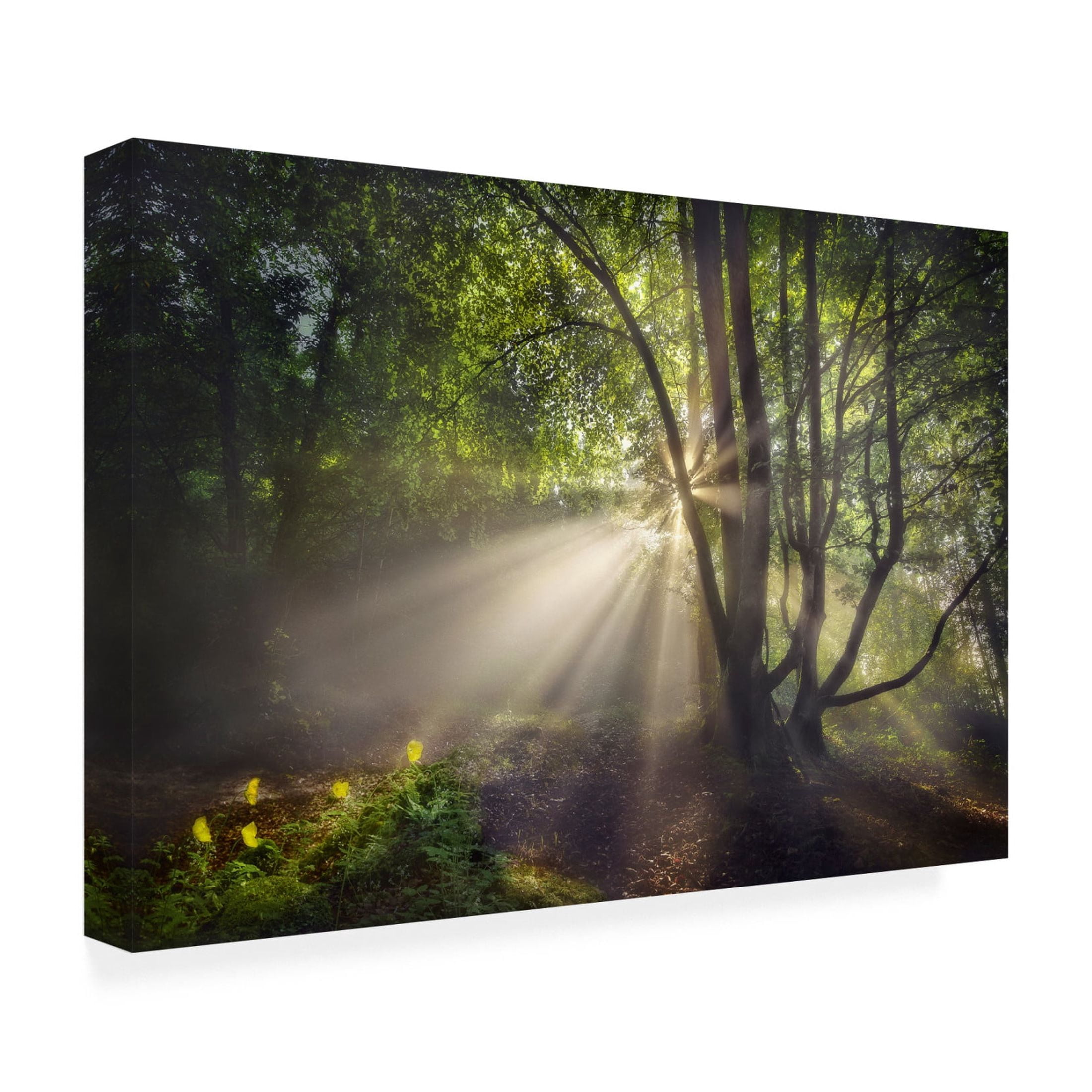Canvas Wall Art - Fran Osuna 'The Morning Light' Wall Art for Living Room, Bedroom, or Office Décor by Trademark Fine Art - 32 x 22 Inches