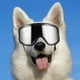 thumbnail image 3 of Gafas para perros, gafas de sol para perros, gafas para cachorros, gafas para mascotas a prueba de viento, protección para los ojos, gafas para perros, 3 of 4
