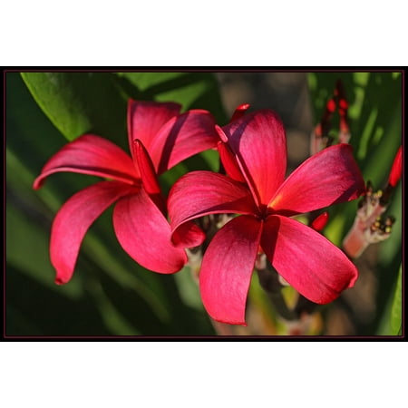 Hawaiian Red Plumeria Plant Cuttings (Pack of 4) Grow