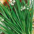 thumbnail image 2 of Garlic Chives Live Plant, Herb Plant for Home Garden, Garlic Chives Plant 4-6 Inches, 2 of 5