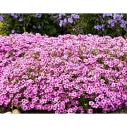 50 Caramba Phlox Seeds – Perennial Garden Flower – Pollinator Friendly Blooming Plant