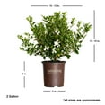 thumbnail image 3 of Southern Living Jubilation Gardenia Live Shrub in 2-Gallon Grower Pot, 3 of 8