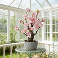 thumbnail image 4 of TOARTi Artificial Cherry Blossom Tree Light Pink Faux Flowers with Natural Trunk in Plastic Planter Indoor Tabletop Decor for Home Office Living Room 1.5 Feet, 4 of 9