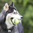 thumbnail image 2 of CHUANK Airdog Squeaker Ball Dog Toy  X-Small  3 Count, 2 of 2
