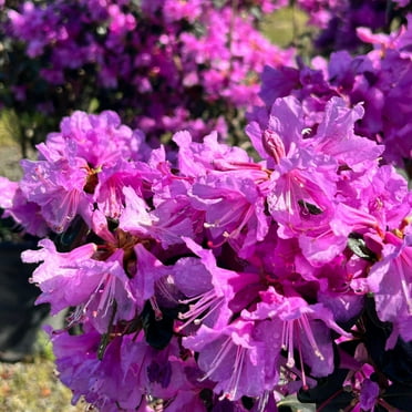 Abbey's Re-View® Rhododendron - Rhododendron x 'GREARV'