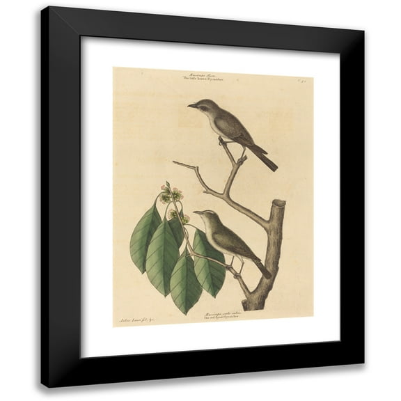 Mark Catesby 12x14 Black Modern Framed Museum Art Print Titled - The Little Brown Flycatcher (1731-1743)