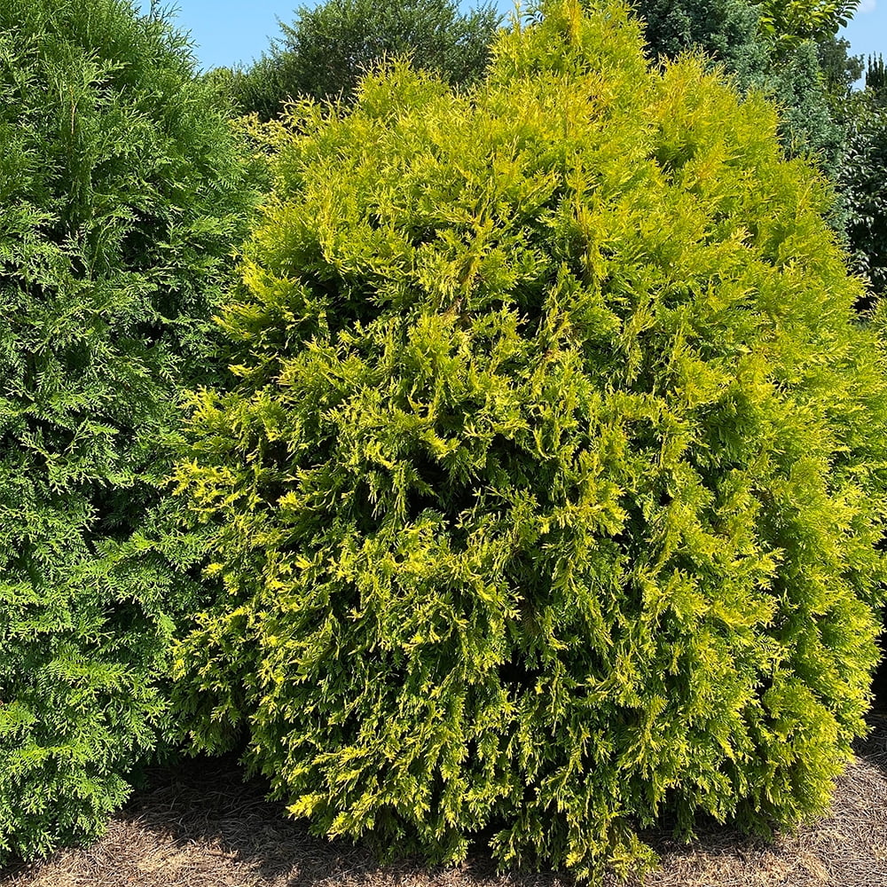 First Editions Arborvitae Lemon Burst Live Shrub in 2-Gallon Grower Pot
