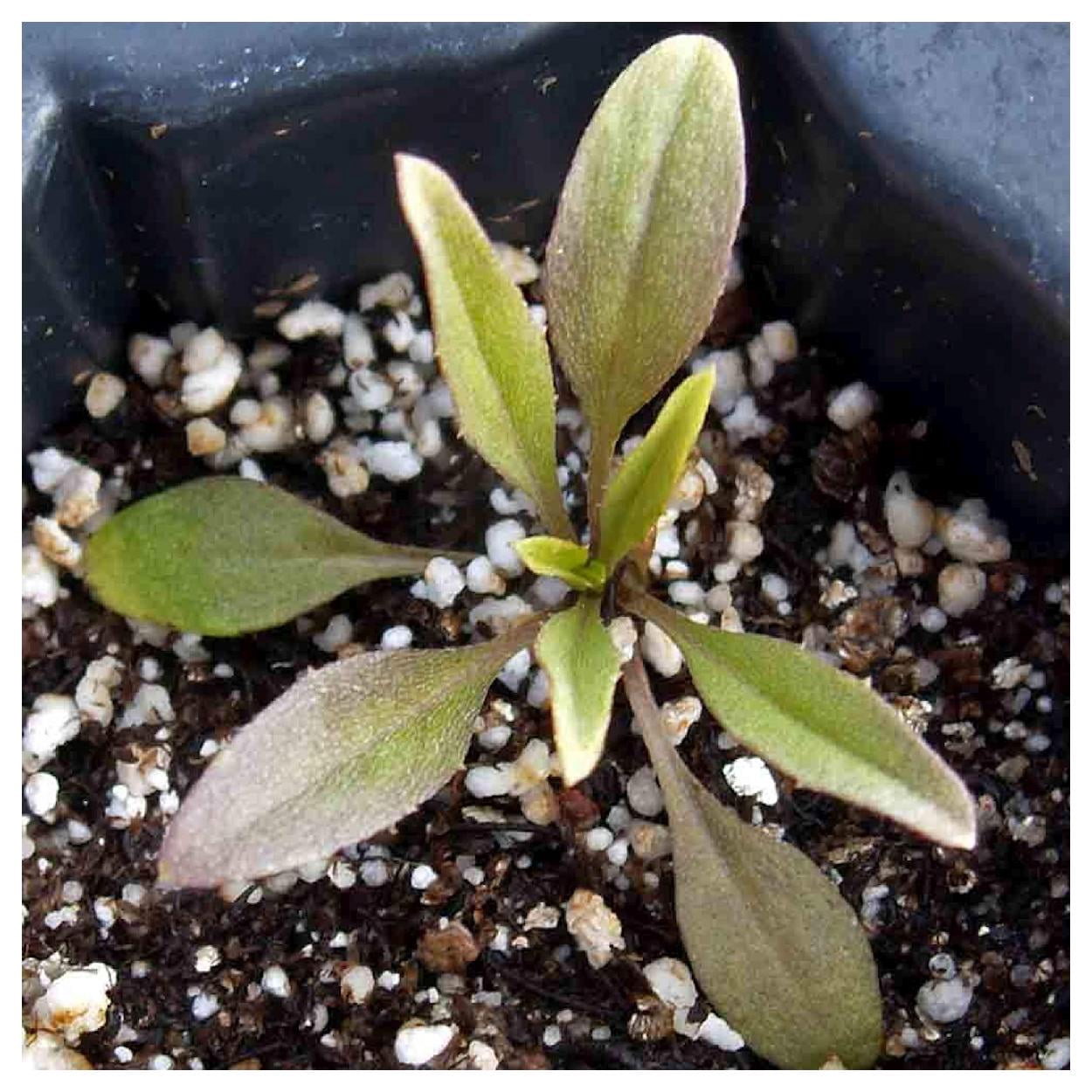 Everwilde Farms - 1 lb Siberian Wallflower Garden Flower Seeds - Gold Vault Bulk Seed Packet