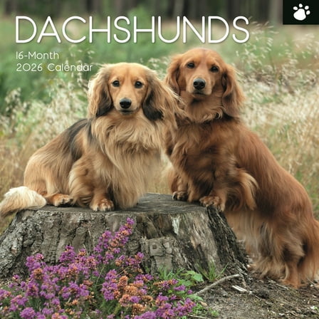 The Gifted Stationary 2026 Square Wall Calendar, Dachshunds, 16-Month Animal Theme Hanging Calendar with 180 Reminder Stickers, Month Planner for Home, or Creative Spaces, 12x12 In