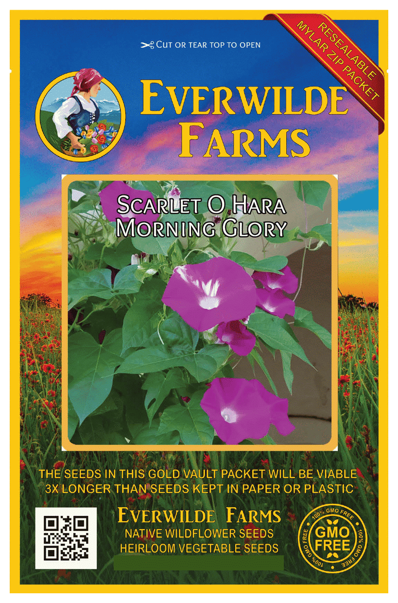 Everwilde Farms 50 Scarlet O Hara Morning Glory Garden Flower