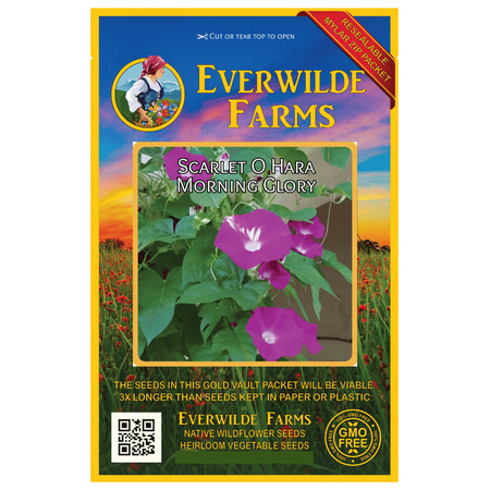 Everwilde Farms - 50 Scarlet O Hara Morning Glory Garden Flower Seeds - Gold Vault Jumbo Bulk Seed