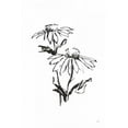 thumbnail image 2 of Paschke, Chris 23x32 Black Ornate Wood Framed with Double Matting Museum Art Print Titled - Line Echinacea II, 2 of 4