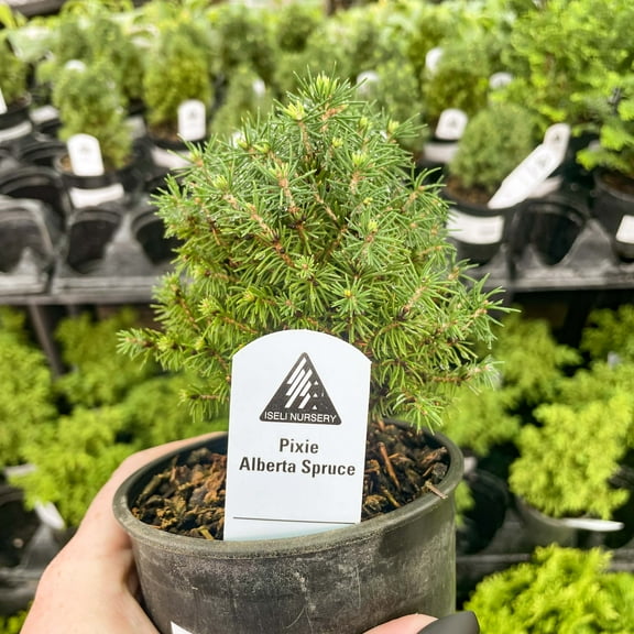 Pixie Alberta Spruce- Live Bonsai Starter Plant - 4" Growers Pot