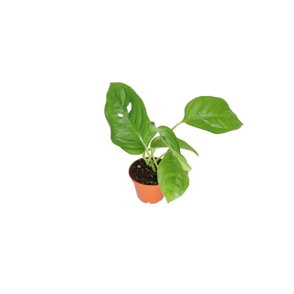 California Tropicals Monstera Siltepecana Live Plant in 2 Inch Pot