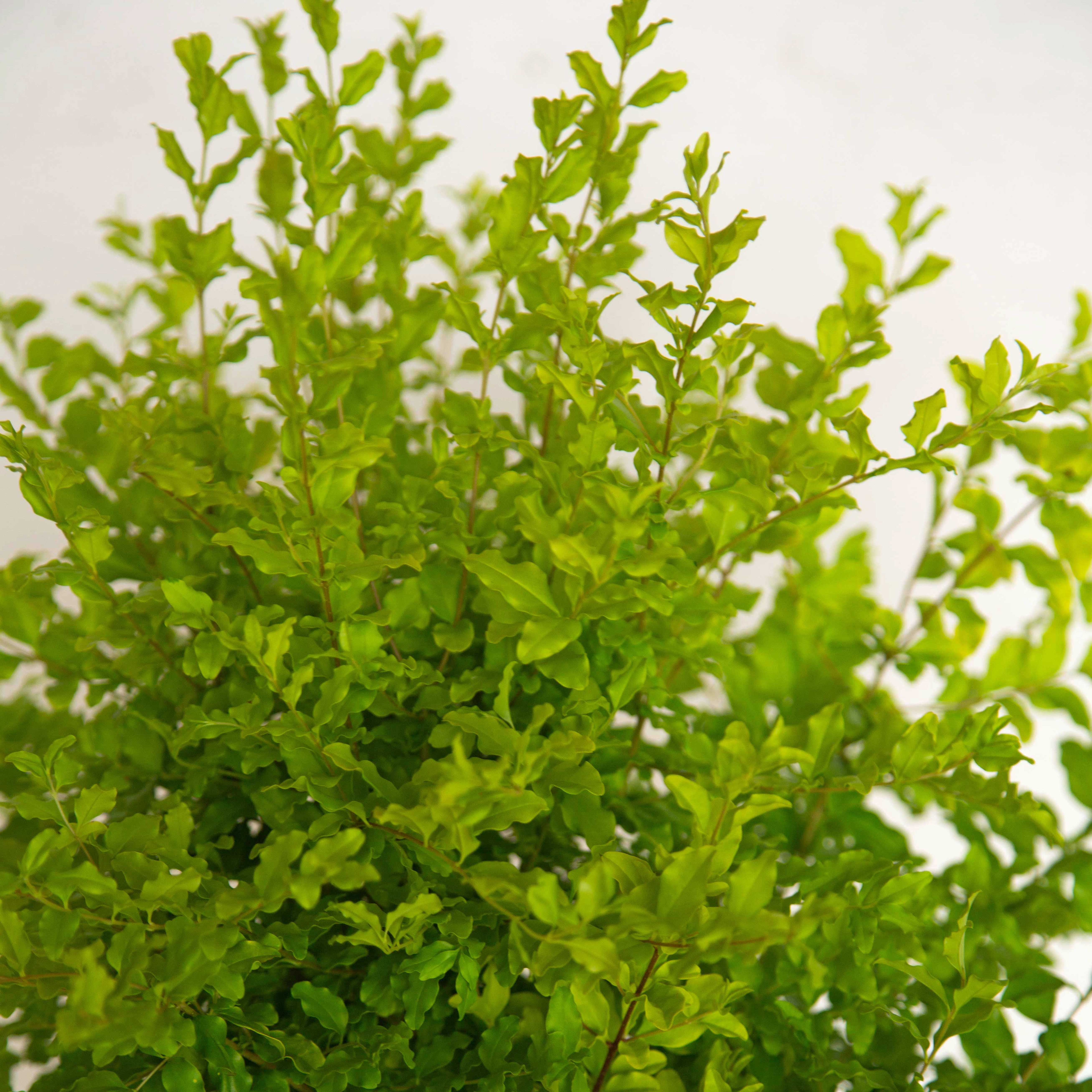 16　Sunshine leaves ligustrum_sinense_sunshine_ben