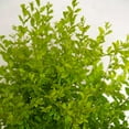 thumbnail image 4 of Southern Living Sunshine Ligustrum Live Shrub in 2-Gallon Grower Pot, 4 of 8