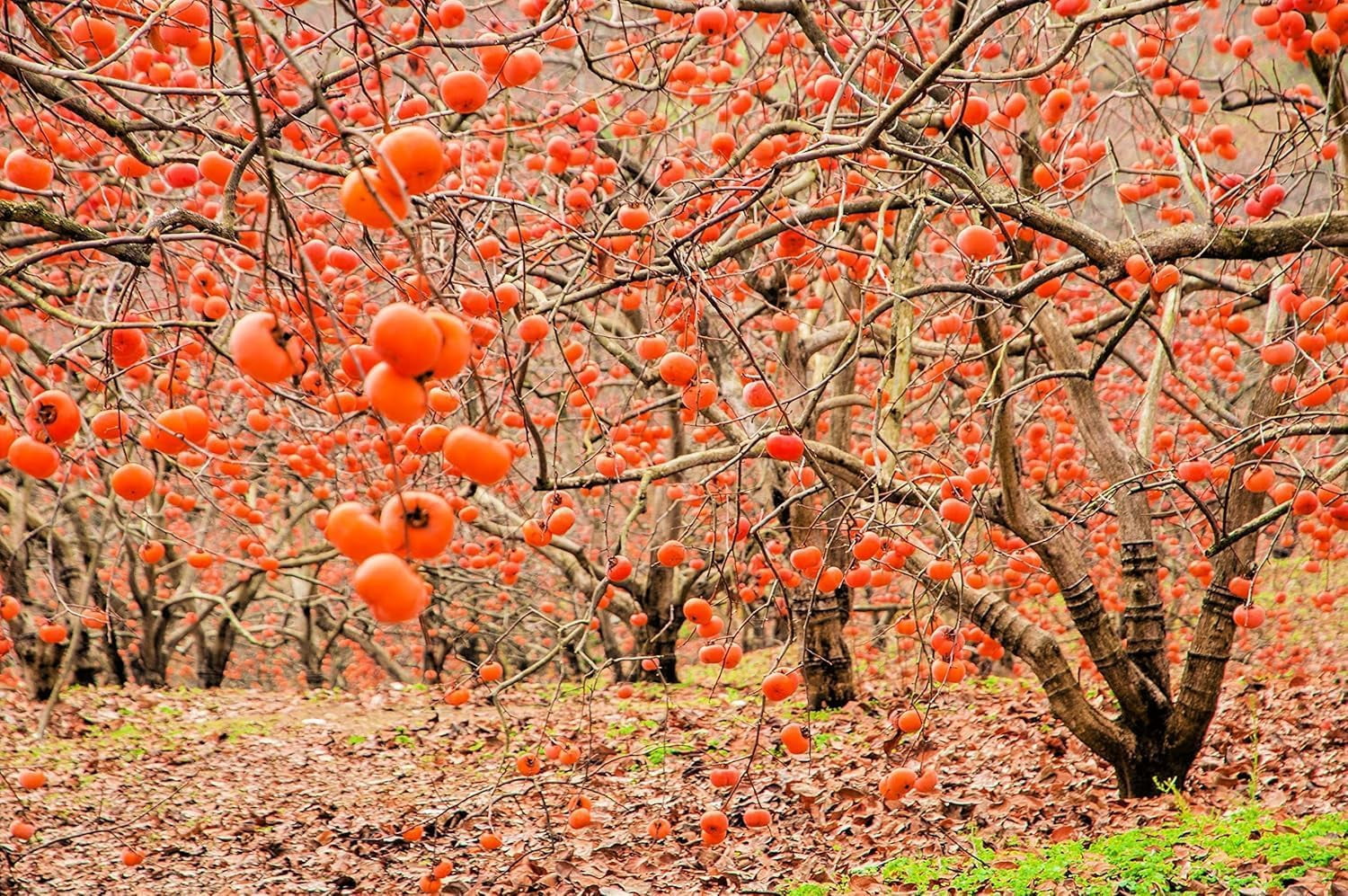 American Persimmon Tree Live Plants (3 Pack) – Sweet Orange Fruit Tree for Home Garden – Cold Hardy, Easy to Grow, High-Yield Persimmon Variety