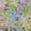 Wilton Multi Stephanotis Petals 500ct