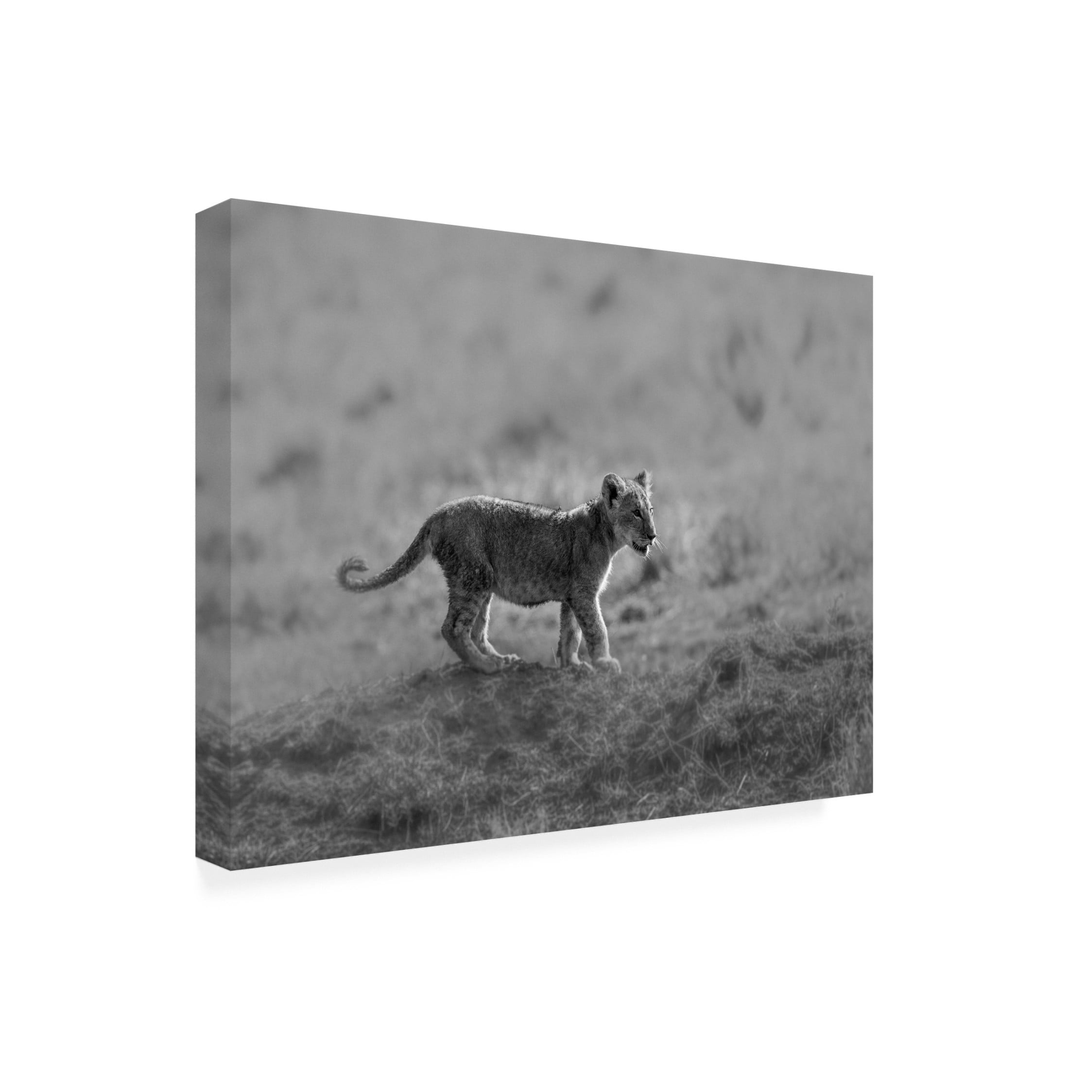 Trademark Fine Art Jaco Marx MORNING CAT Canvas Wall Art