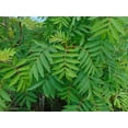 thumbnail image 4 of American Mountain Ash Sorbus Americana 10 Seeds, 4 of 5