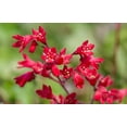 thumbnail image 4 of Seedville 100 Heuchera Firefly Coral Bells Flower Seeds, 4 of 8