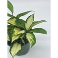 thumbnail image 6 of Variegated Hoya Exotica, Krimson Princess, Tricolor Crimson, Very Rare Limited Live Plant, in 4 inch Pot, 6 of 8