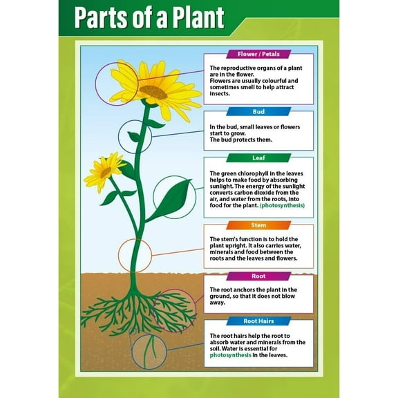 Parts of a Plant Science Classroom Poster STEM Middle & High School Classroom Decoration