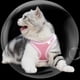 thumbnail image 4 of Juego de arnés y correa para cachorros y gatos, arnés Escape Cat, chaleco de malla suave reflectante ajustable para cachorros, gatitos, conejos y hurones, arnés para exteriores (cian), 4 of 5